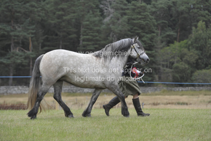 Grantown Show 2026 Thursday